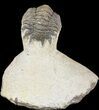 Bargain, Crotalocephalina Trilobite - Zguid, Morocco #49459-1
